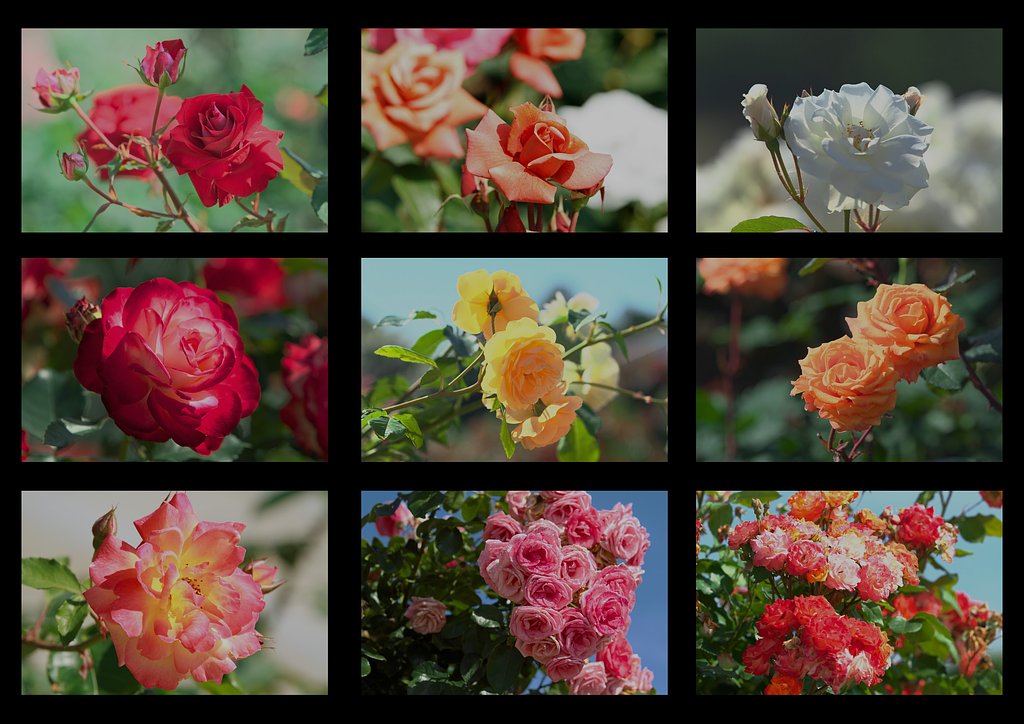薔薇のタイル