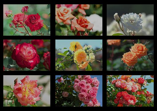 薔薇のタイル