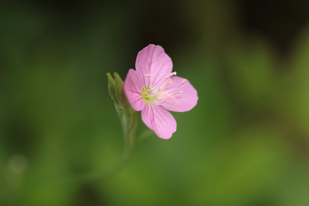 赤花夕化粧