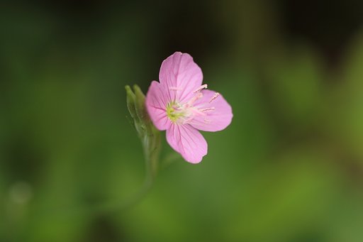 赤花夕化粧