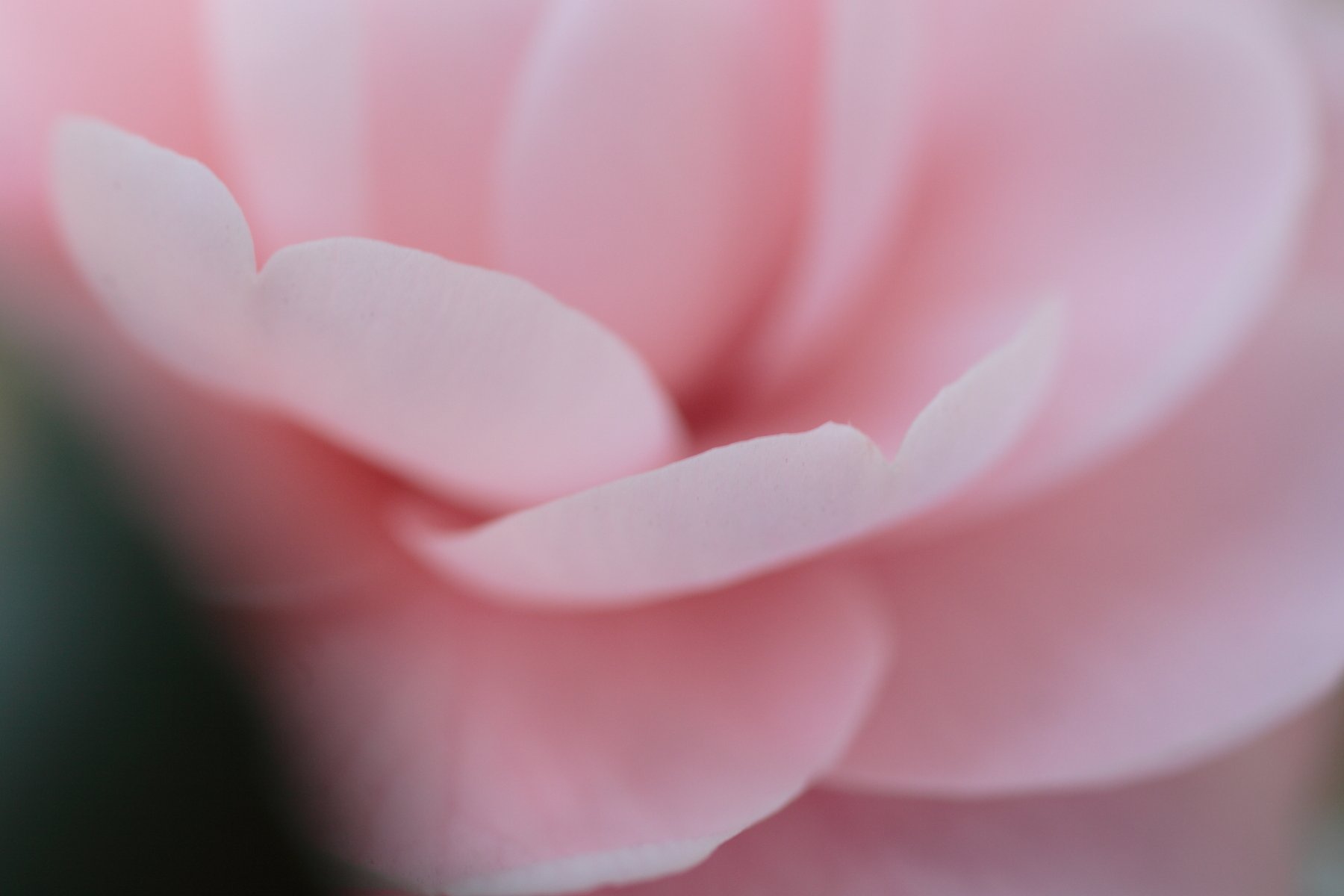 姫椿花片