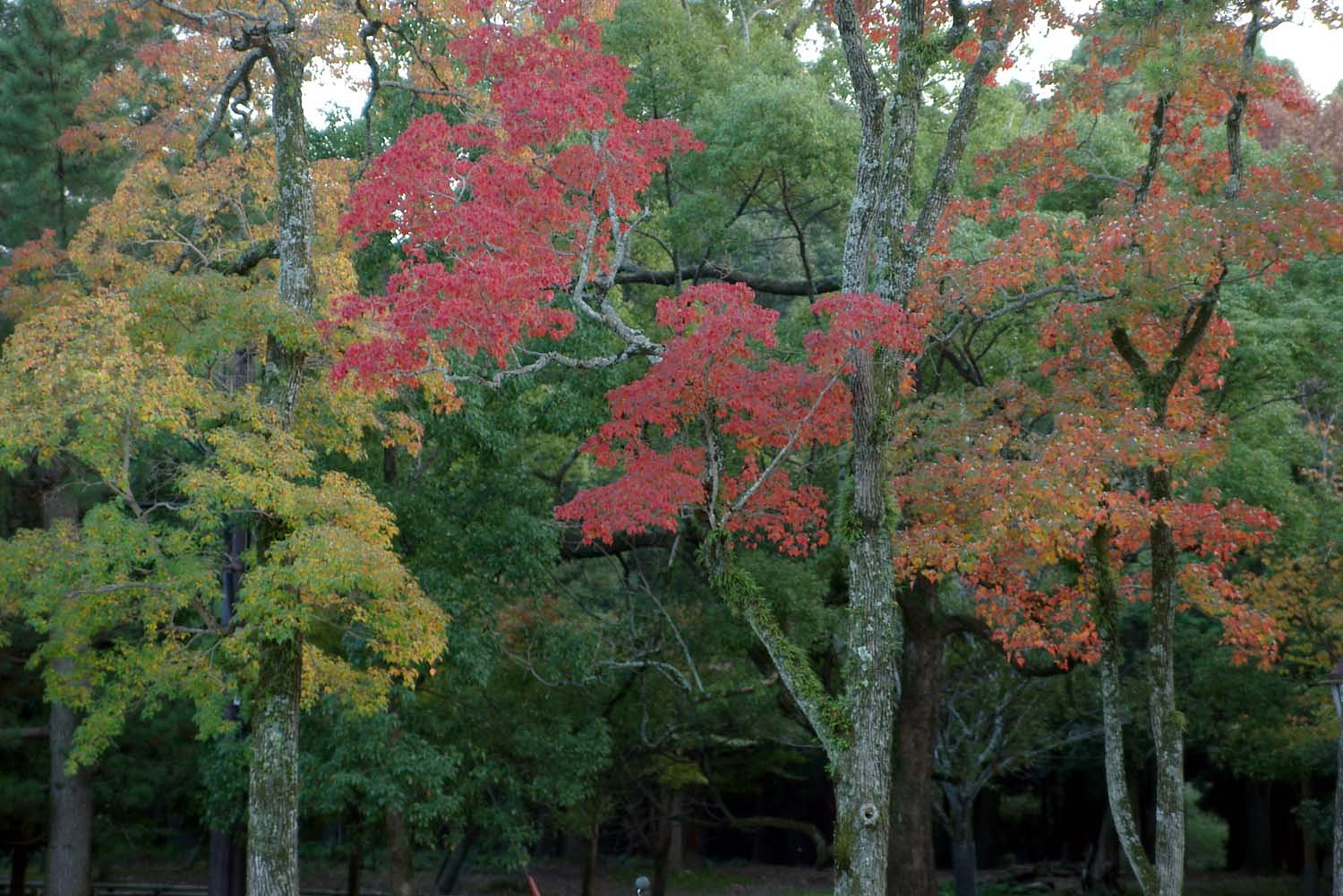 南京ハゼの紅葉