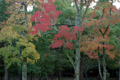 南京ハゼの紅葉
