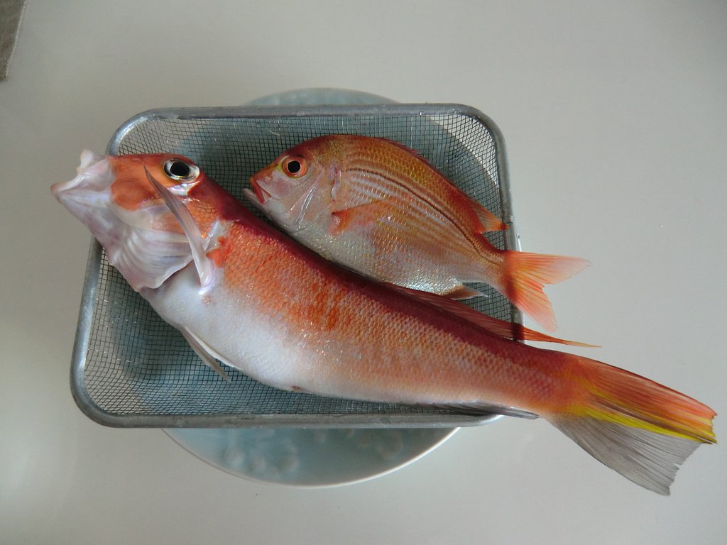 目出たい　めで鯛