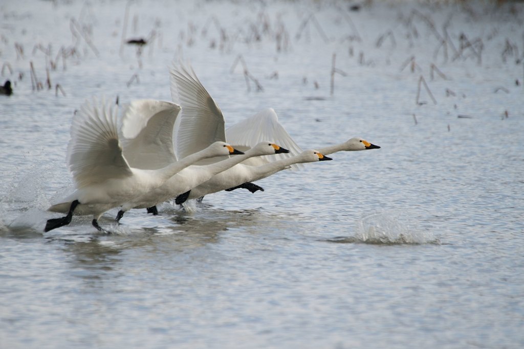 コハクチョウ