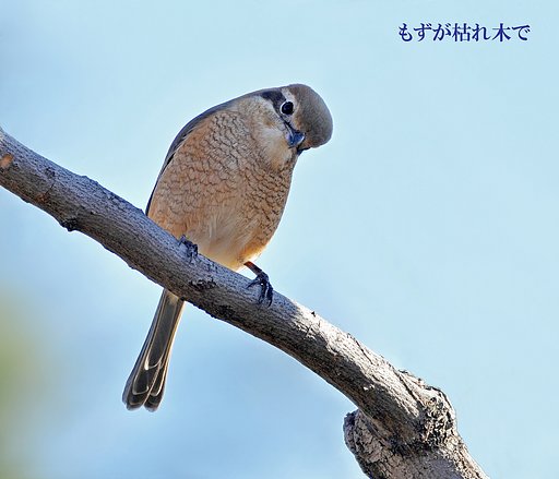 もずが枯れ木で