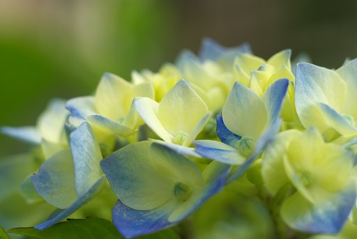あじさいがようやく色着いてきました