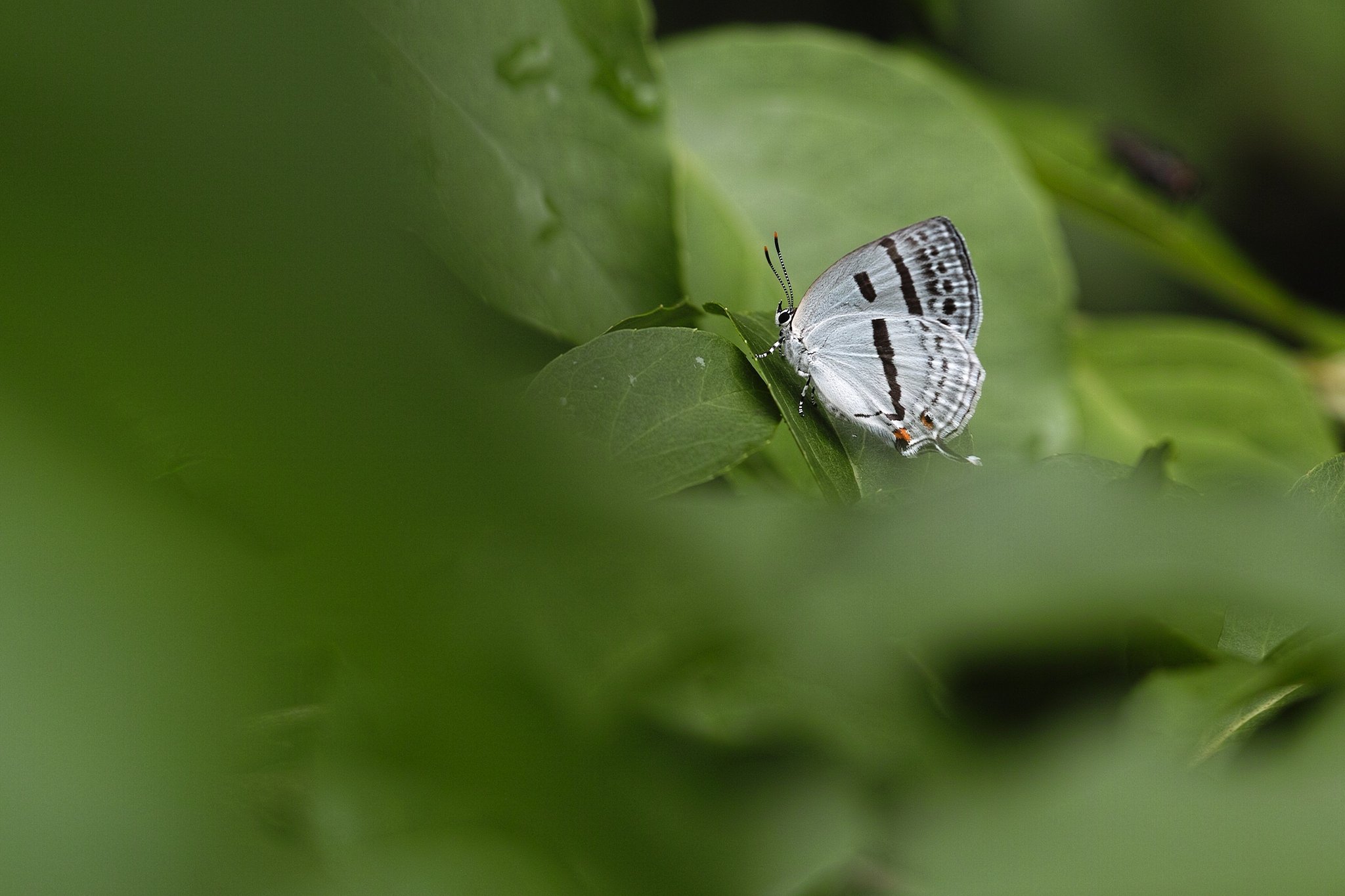 旧型の150mm