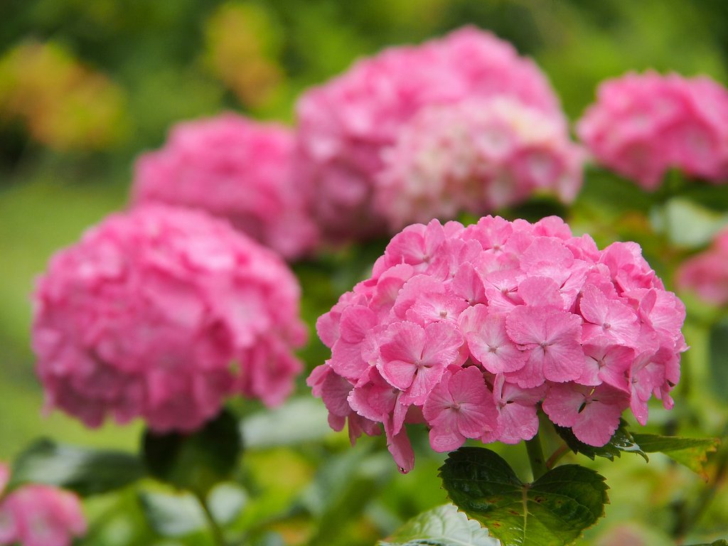 紫陽花