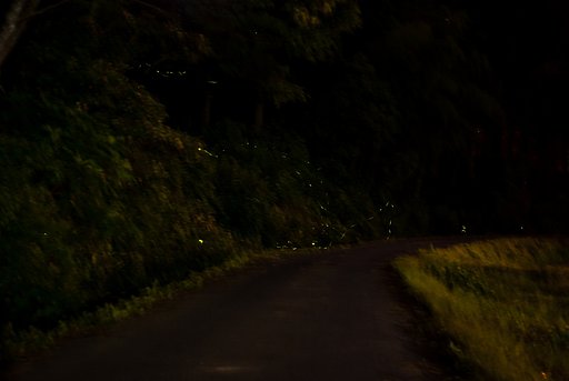 蛍が・・いました。