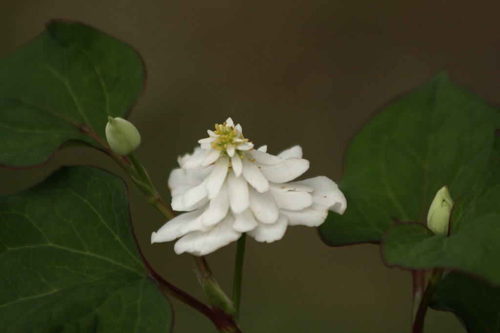 我が家のドクダミの花