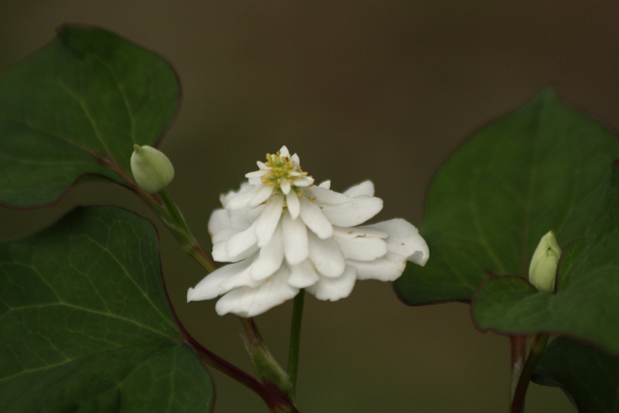 我が家のドクダミの花