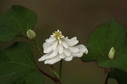 我が家のドクダミの花