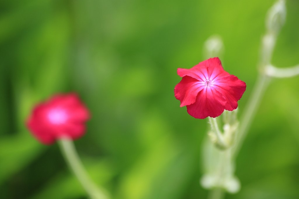 ＧＲＥＥＮ　ＩＮ　ＲＥＤ