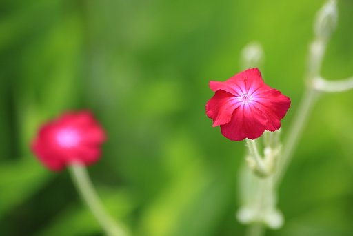 ＧＲＥＥＮ　ＩＮ　ＲＥＤ