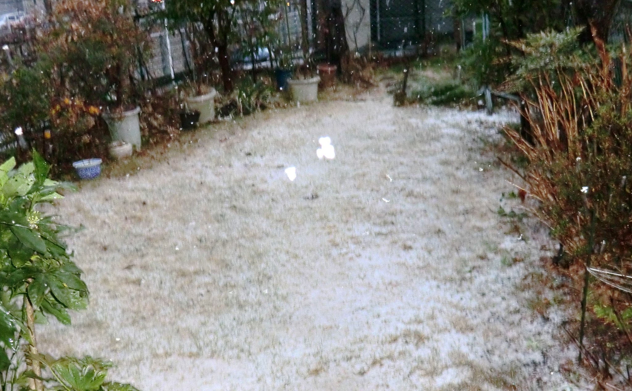 初雪