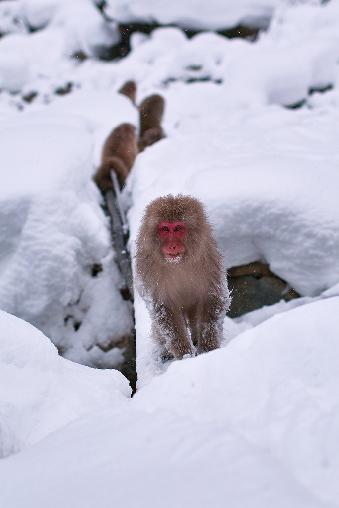 雪猿