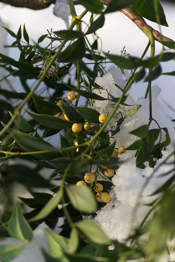 大雪で白南天が・・