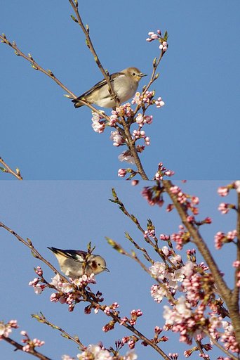 桜にコムクドリのペアが