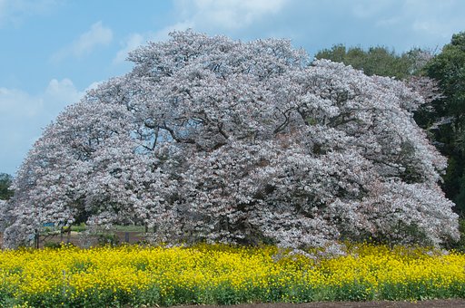 大桜の微笑み