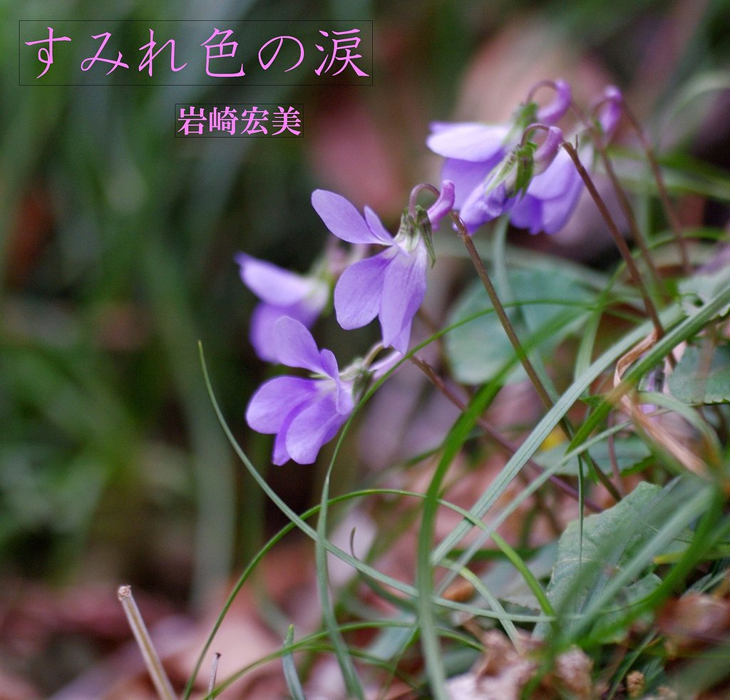 【リクエスト】すみれ色の涙/岩崎宏美