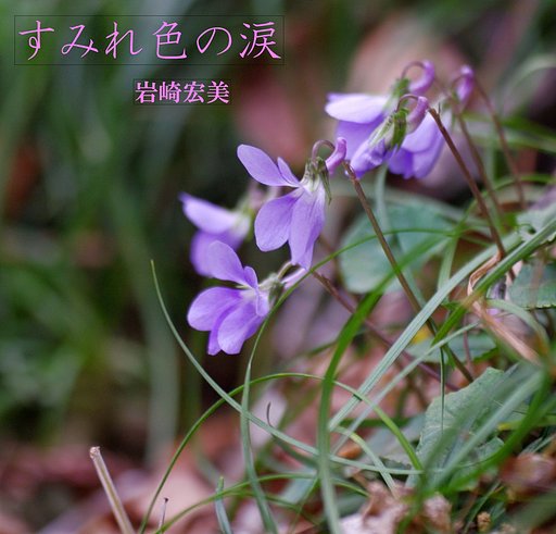 【リクエスト】すみれ色の涙/岩崎宏美