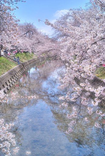 【淡彩】桜色日和