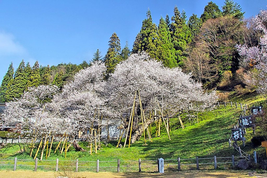 【淡彩】臥龍桜