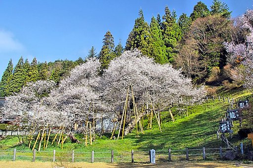 【淡彩】臥龍桜