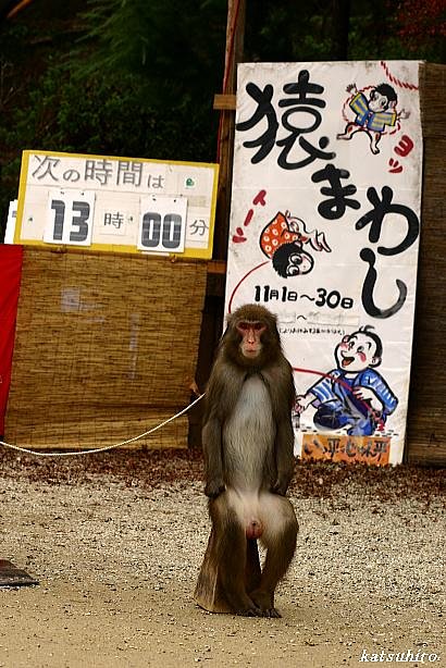 猿まわし