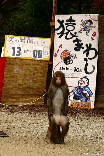 猿まわし