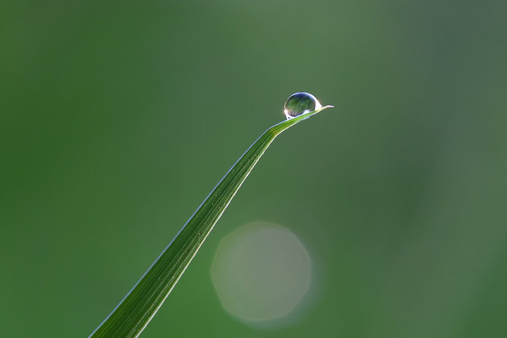 朝露の輝き