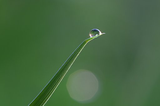 朝露の輝き