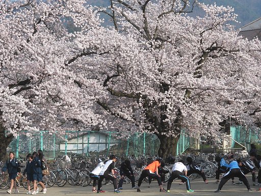 桜の頃