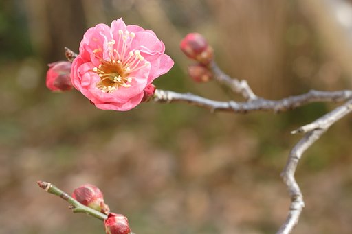 紅梅咲く