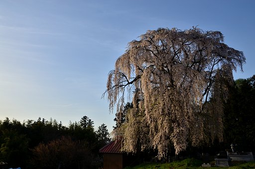 桜照らす朝