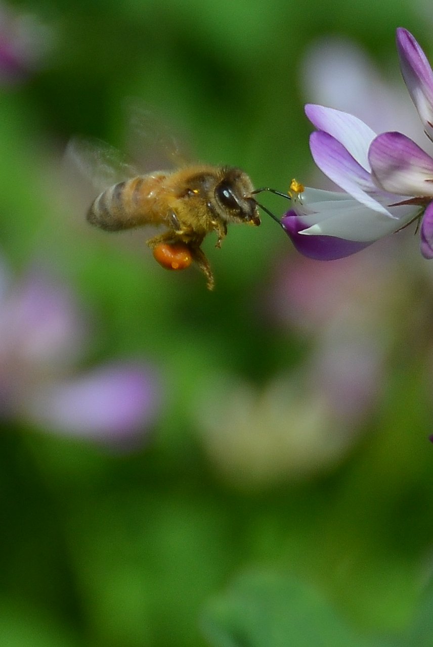 みつばちと蓮華草