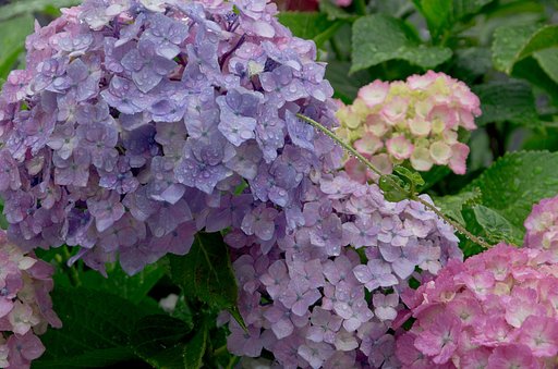 雨の紫陽花