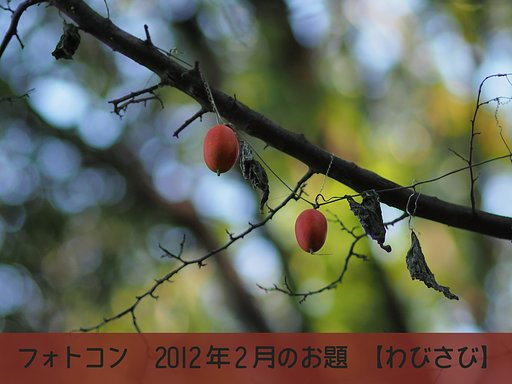 フォトコン2012年2月のお題を発表します。