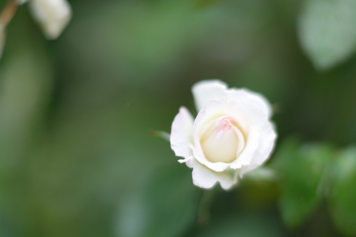 白い薔薇