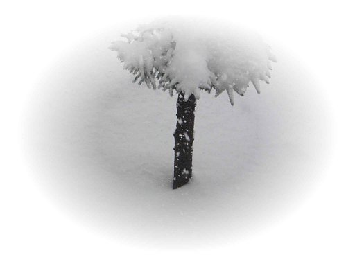 大雪