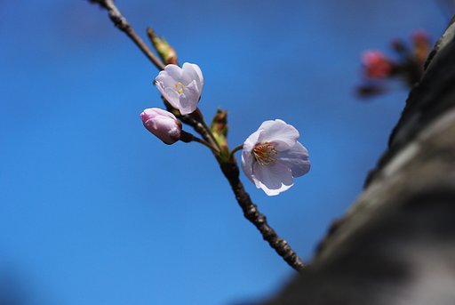こんなお花見も