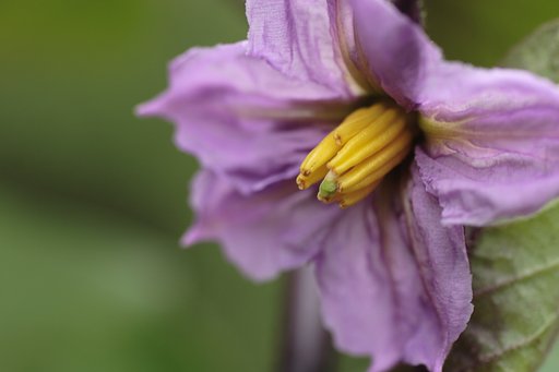 続近くの家庭菜園で〜