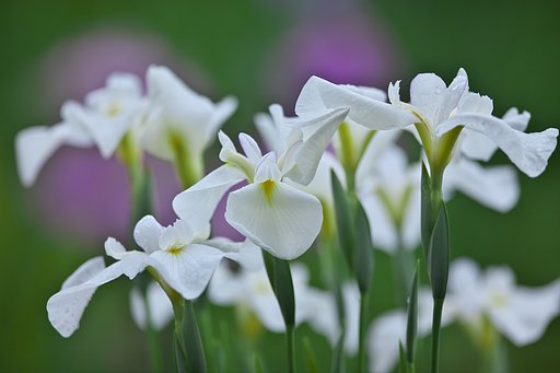 花菖蒲