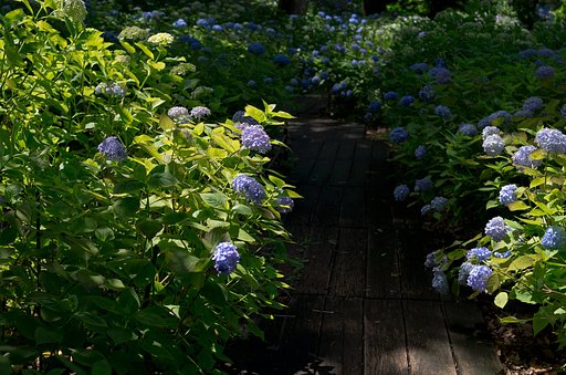 紫陽花の小径