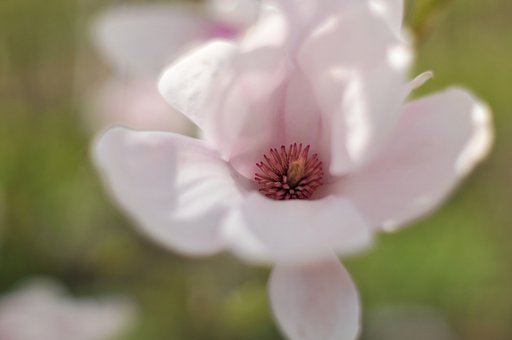 【淡彩】ぼけに包まれて