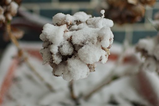 雪を冠った黒アジサイの花!