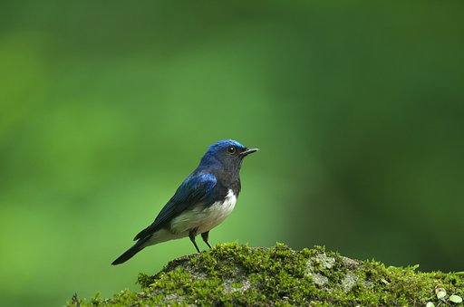 幸せの青い鳥