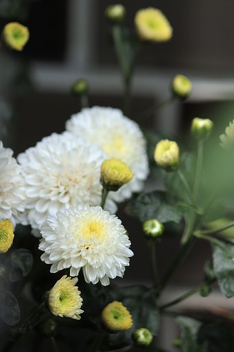 ポンポン菊咲いています