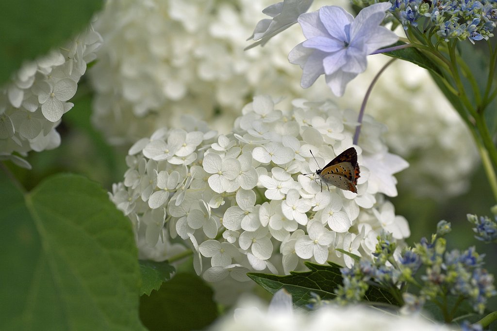 庭の紫陽花